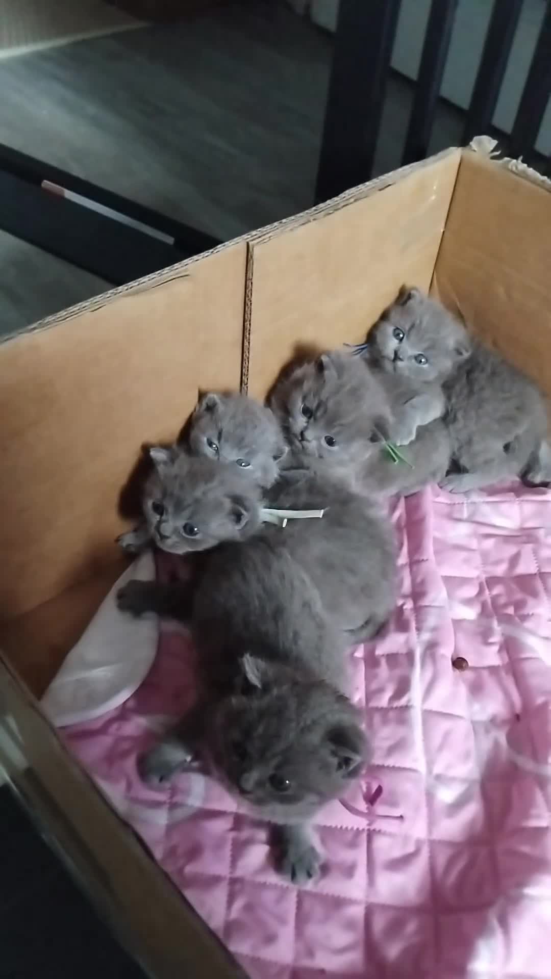 British Shorthair cats for sale: British shorthair x Russian Blue  - Video 1