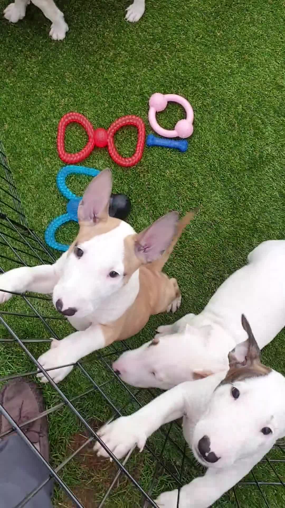 English Bull Terrier dogs for sale: English bull terrier pups for sale  - Video 2