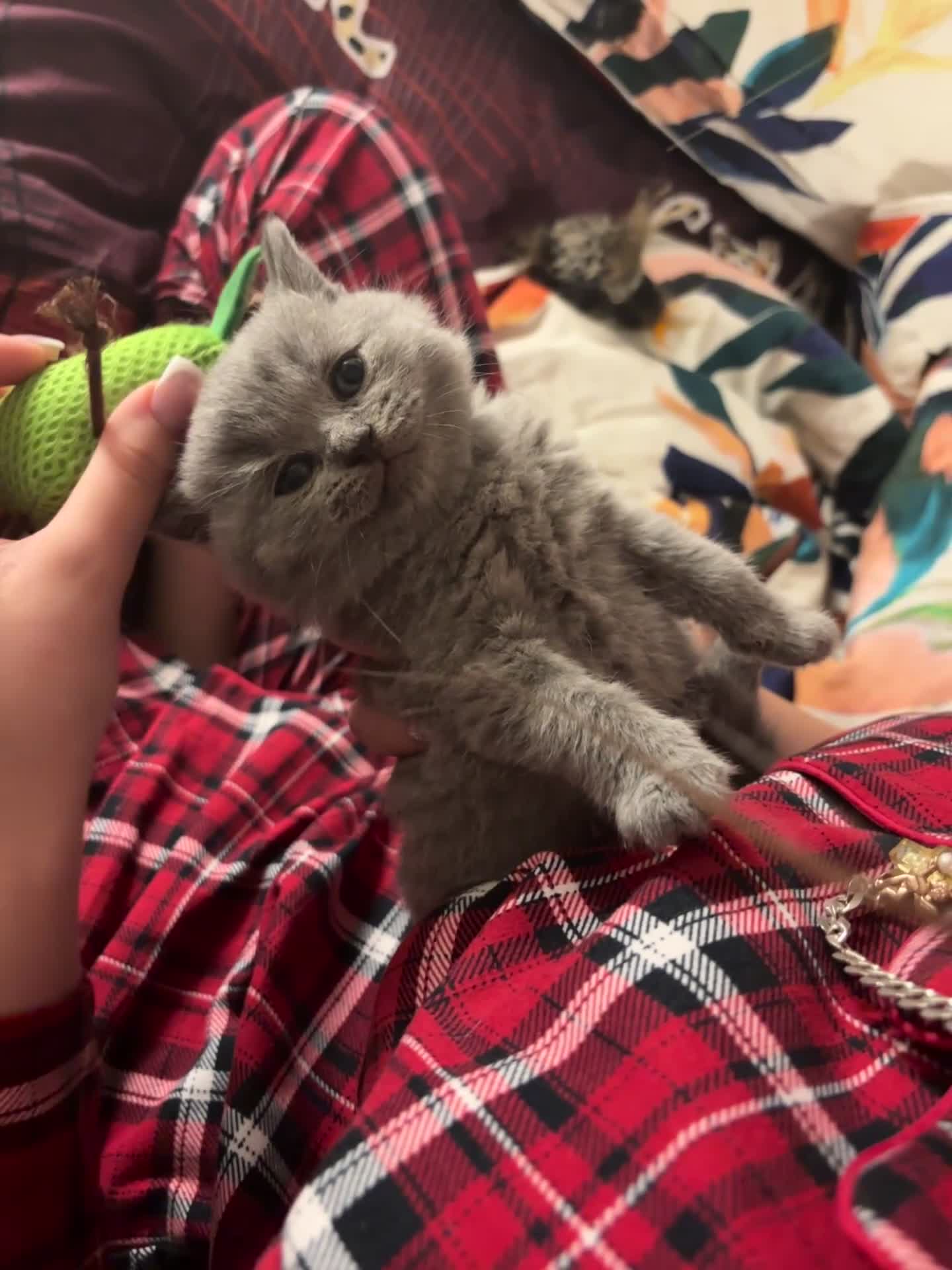 British Shorthair cats for sale: 4 British shorthairs kitten looking new home🐱🐱🐱 - Video 2