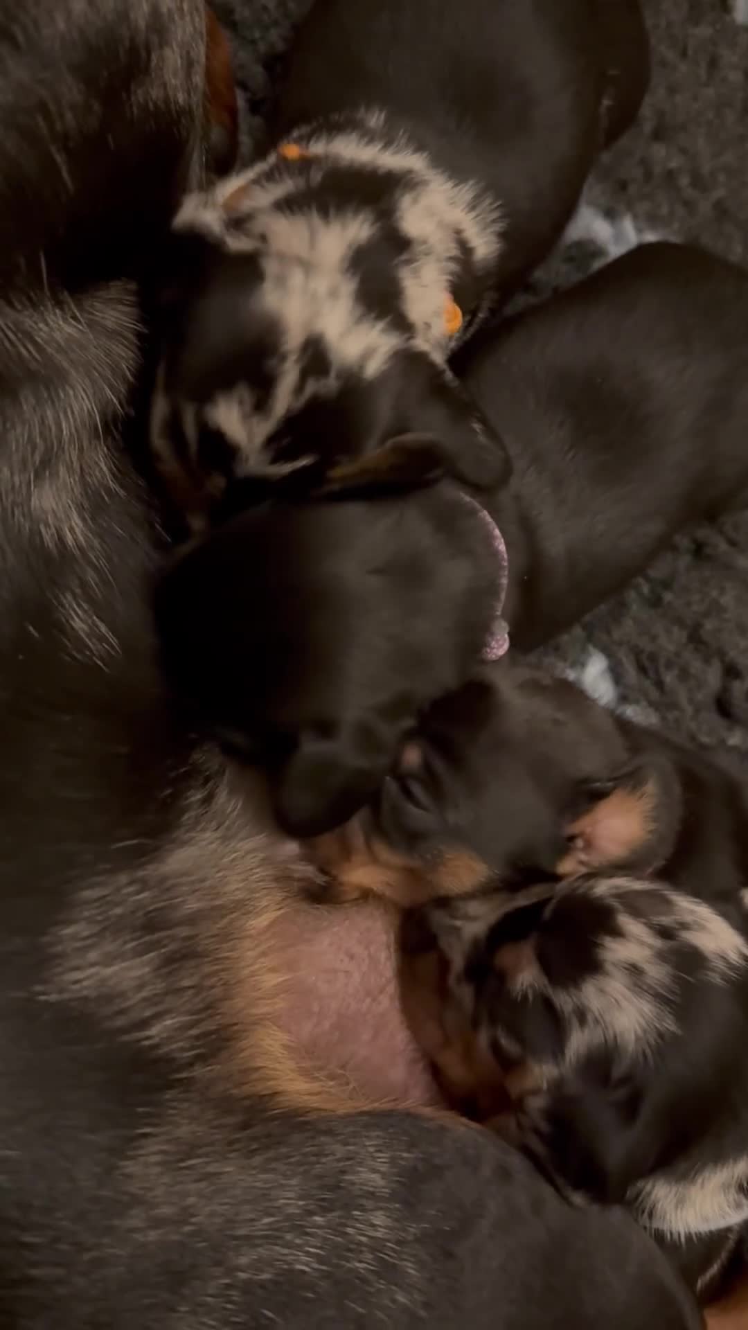 Miniature Dachshund dogs for sale: Miniature Dachshunds Need Loving Forever Homes - Video 1
