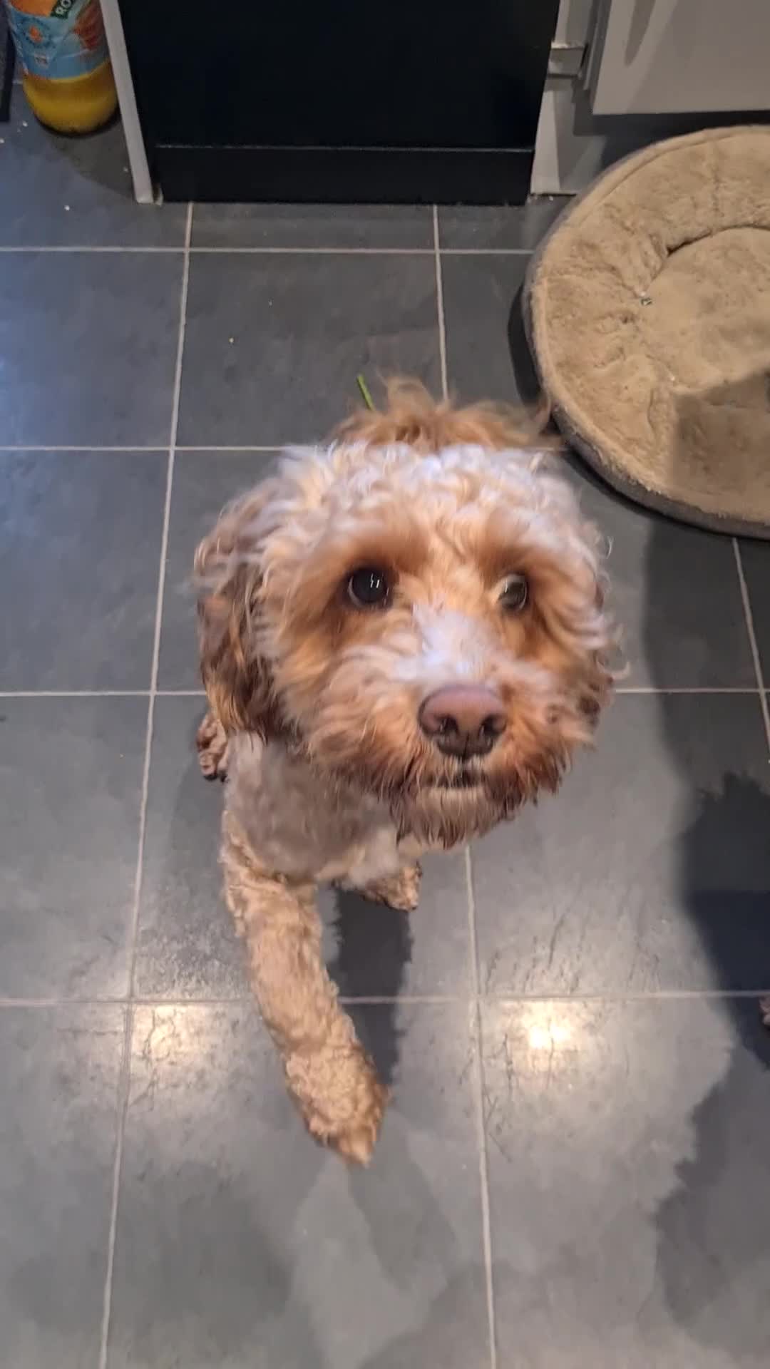 Cockapoo dogs for stud: F1 Proven Cockapoo for Stud - Video 1