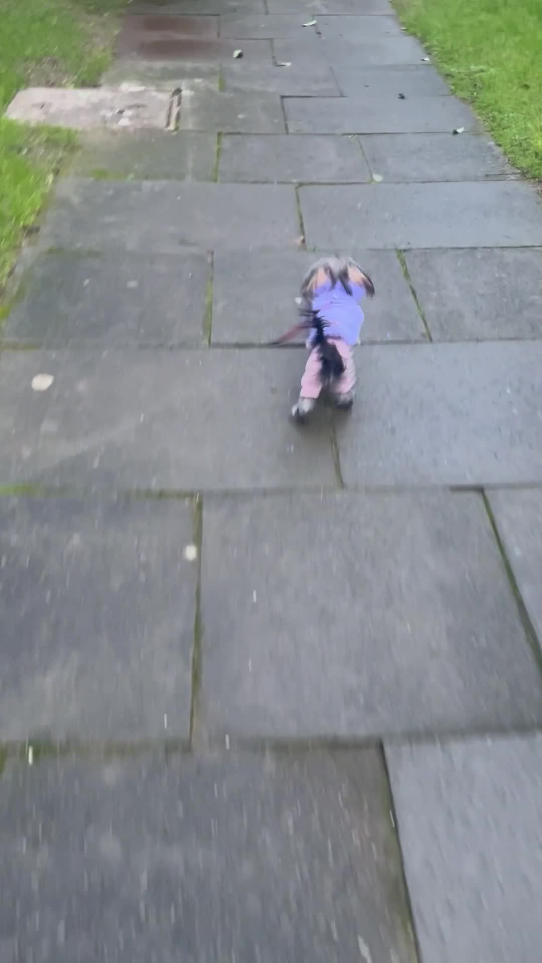 Yorkshire Terrier dogs for stud: ⭐️1.2kg Pedigree Miniature Yorkie STUD - Video 1