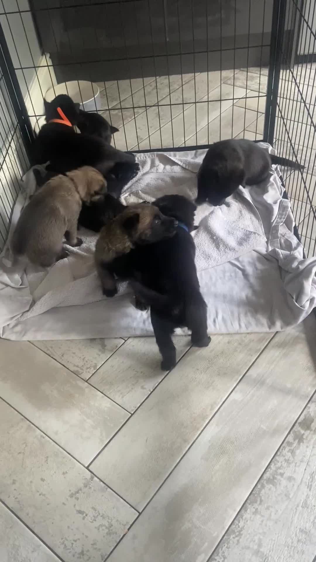 Belgian Shepherd Dog dogs for sale: Malinois x Dutch herder ready now to collect ! in Wingate - Video 2
