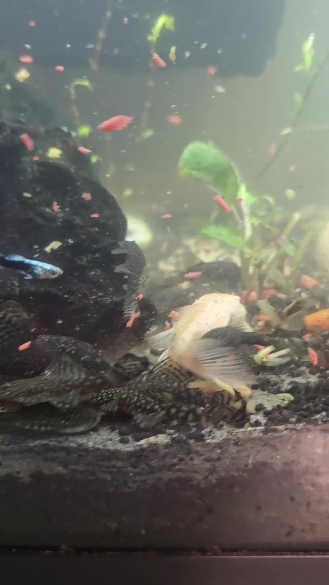 Plecos fish for sale: Baby bristlenose pleco's for sale! in Coalville - Video 1