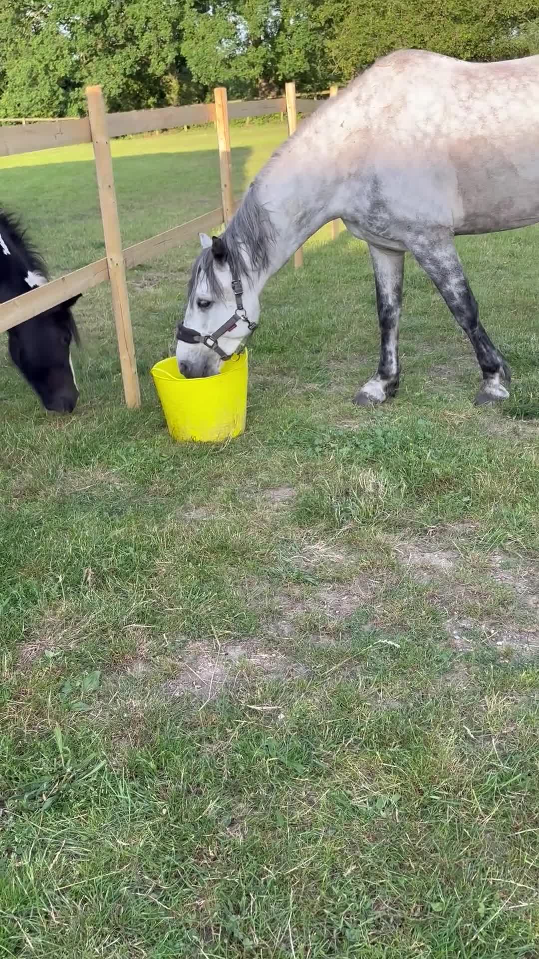 Connemara horses for sale: Project/Sold from a field  - Video 1