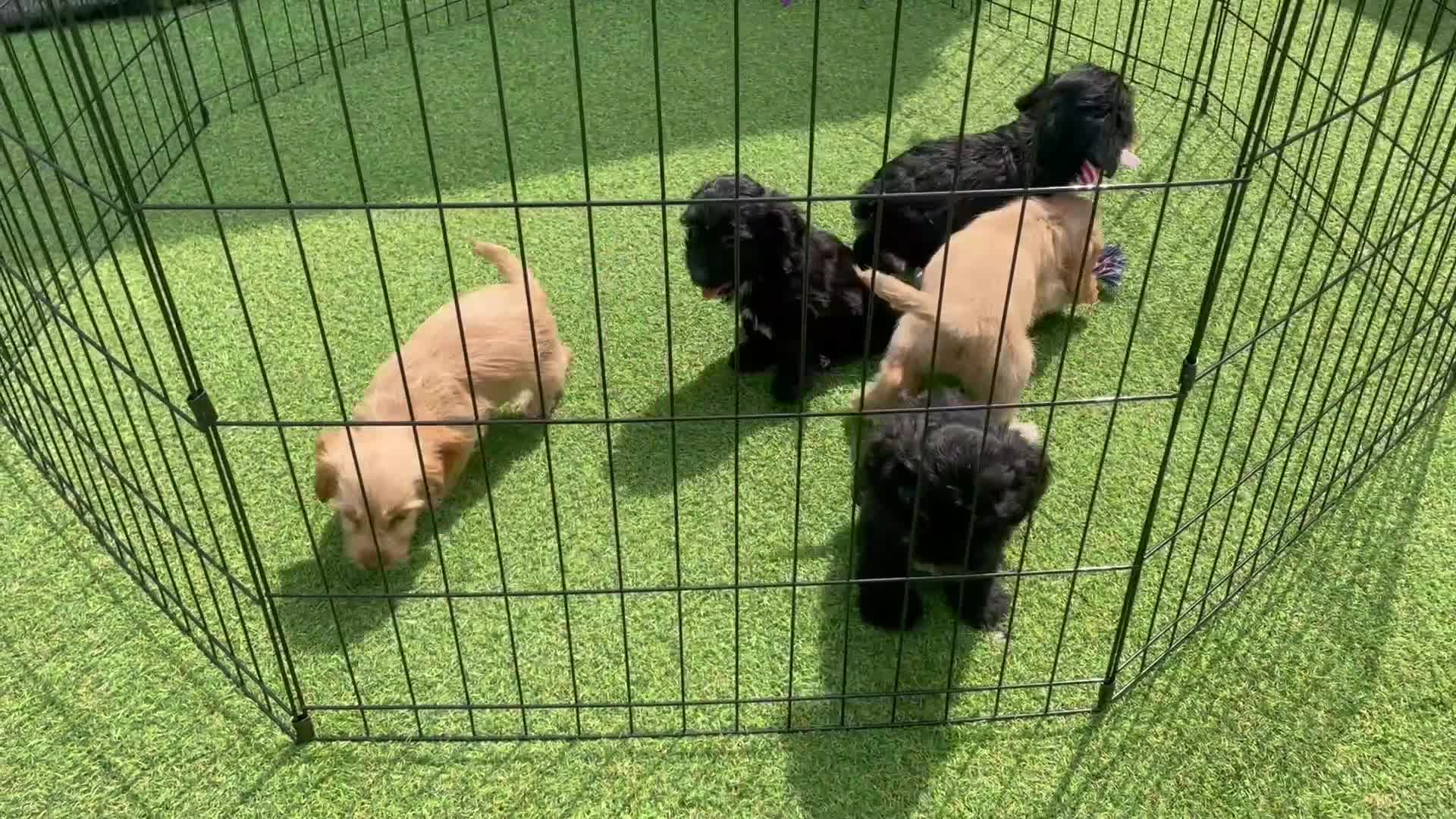 Cockapoo dogs for sale: 🐶❤️💙fully vaccinated cockapoos ready now 🐶❤️💙 - Video 1
