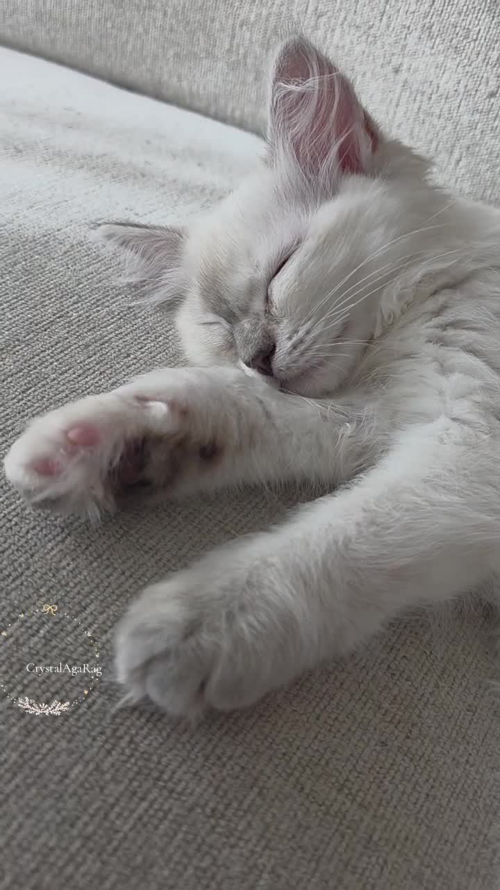 Ragdoll cats for sale: ✨ TORTIE ONE LEFT|CHAMPTION LINE|LITTER GCCF&TICA✨ - Video 3