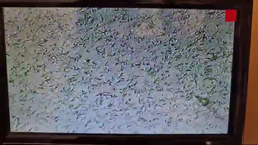 Cockapoo dogs for stud: F1 Red Cockapoo PROVEN Stud-Extensively DNA Tested in Stafford - Video 1