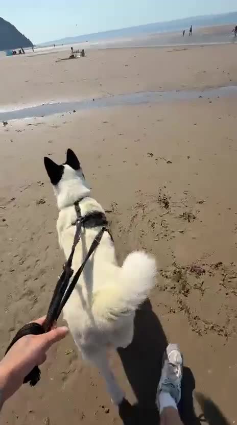 Akita dogs for sale: Kizzer in Penmaenmawr - Video 1