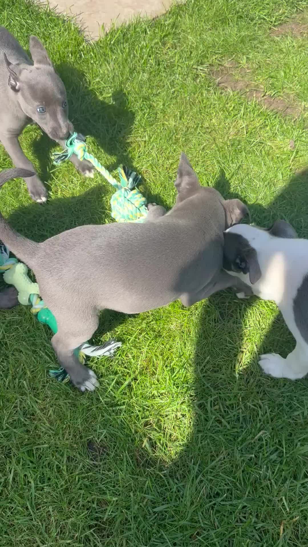 Whippet dogs for sale: Blue and White Whippet Boy and Blue Whippet Boy  in Leamington Spa - Video 2