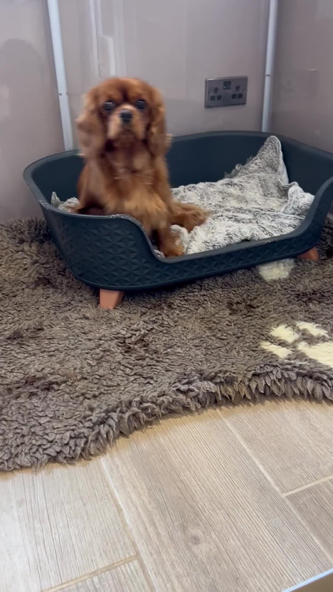 Cavalier King Charles Spaniel dogs for sale: Matilda is looking for her forever home 🏡  - Video 1