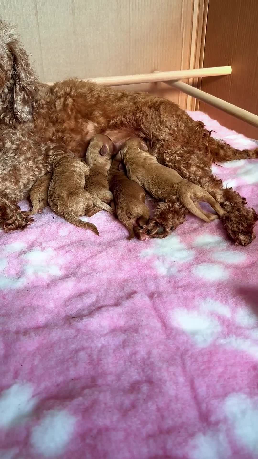 Cockapoo dogs for sale: Beautiful cockapoo puppies  - Video 3