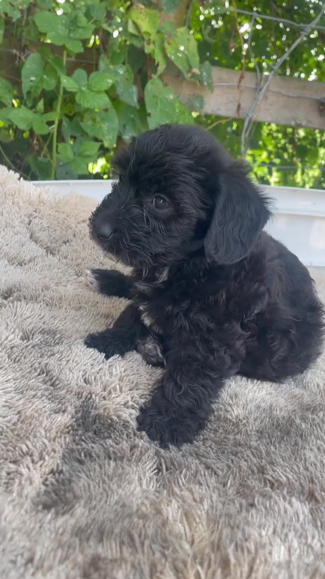 Doxiepoo dogs for sale: Doxiepoos - Video 1
