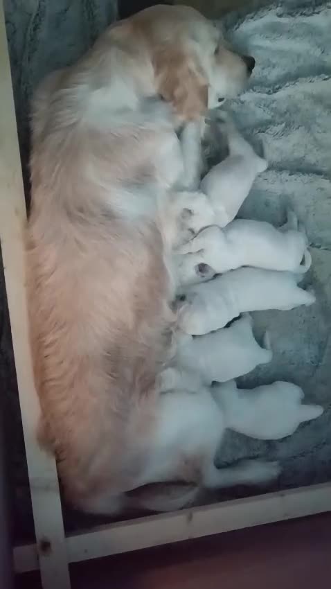 Golden Retriever dogs for sale:  ONLY 2 males left!!! Golden Retriever pups - Video 2