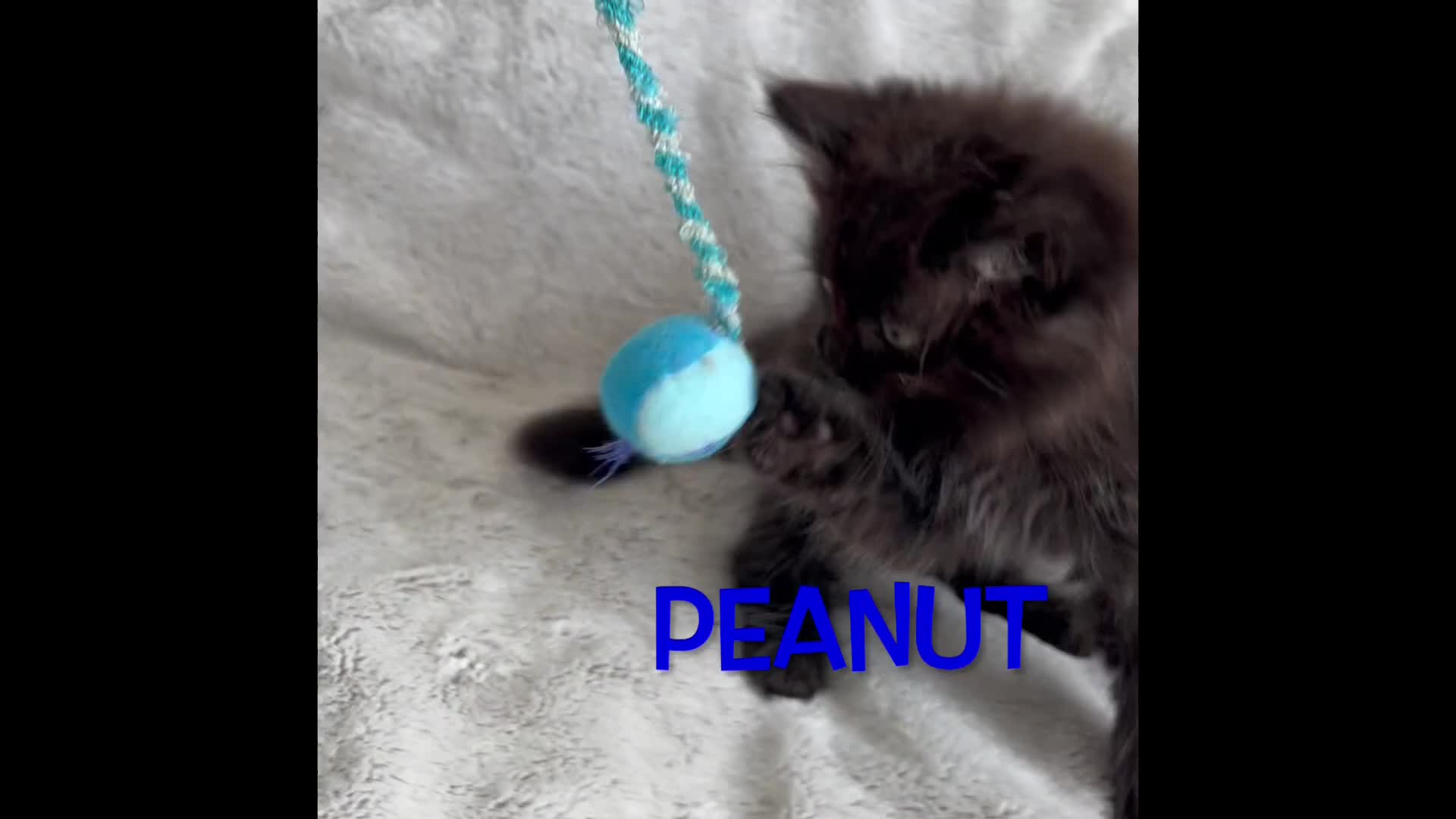 Persian cats for sale: **Last 2** Stunning litter of Persian/Ragdolls - Video 1