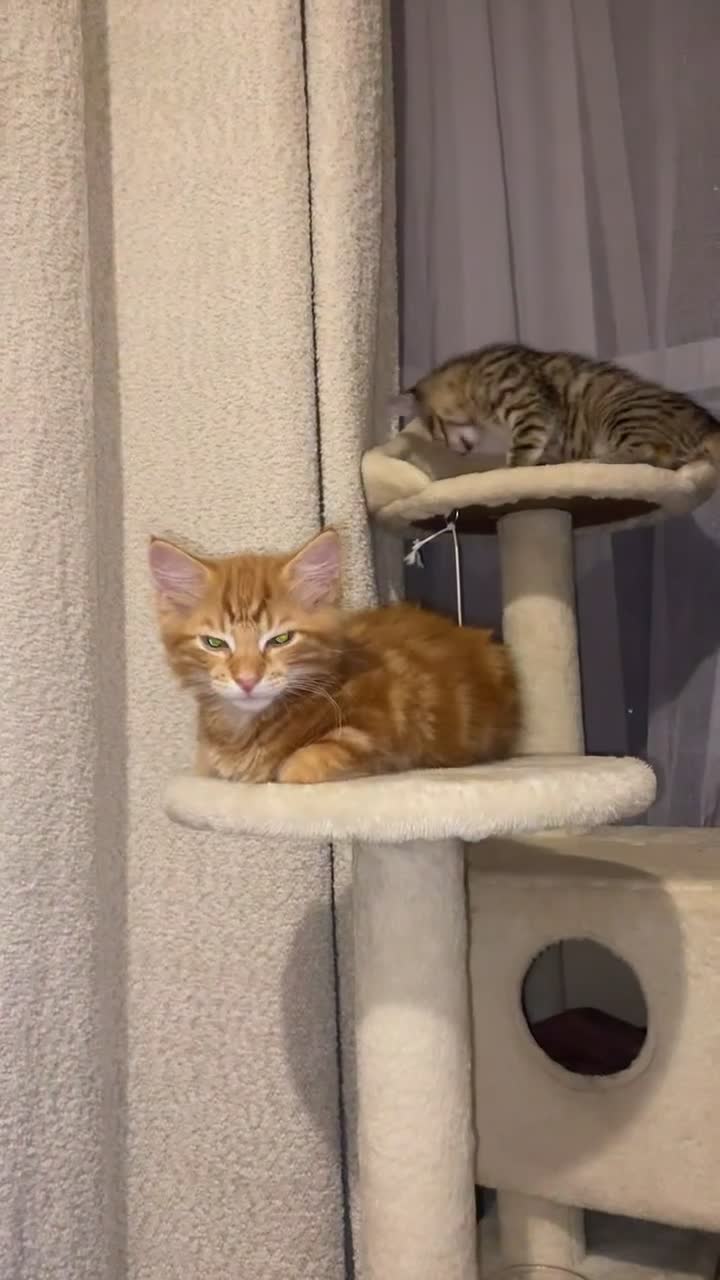 British Longhair cats for sale: Affectionate kittens ready for forever homes. - Video 4