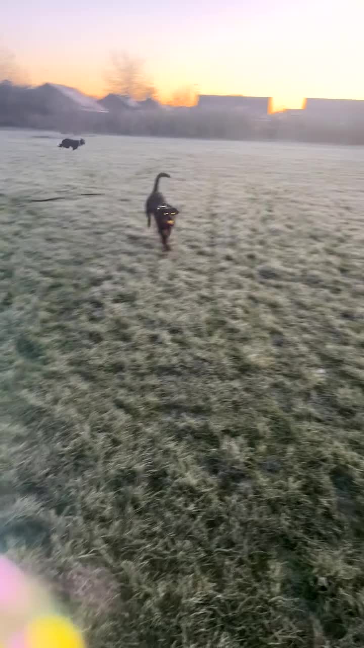 Rottweiler dogs for sale: Rottweiler 1 years old on 25th March  - Video 1