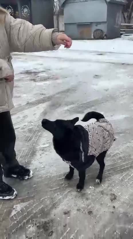 Mixed Breed dogs for adoption: ❤️🐶 ARABELLA – SHE FOLLOWS QUIETLY, LOVES DEEPLY in Burton-on-Trent - Video 1