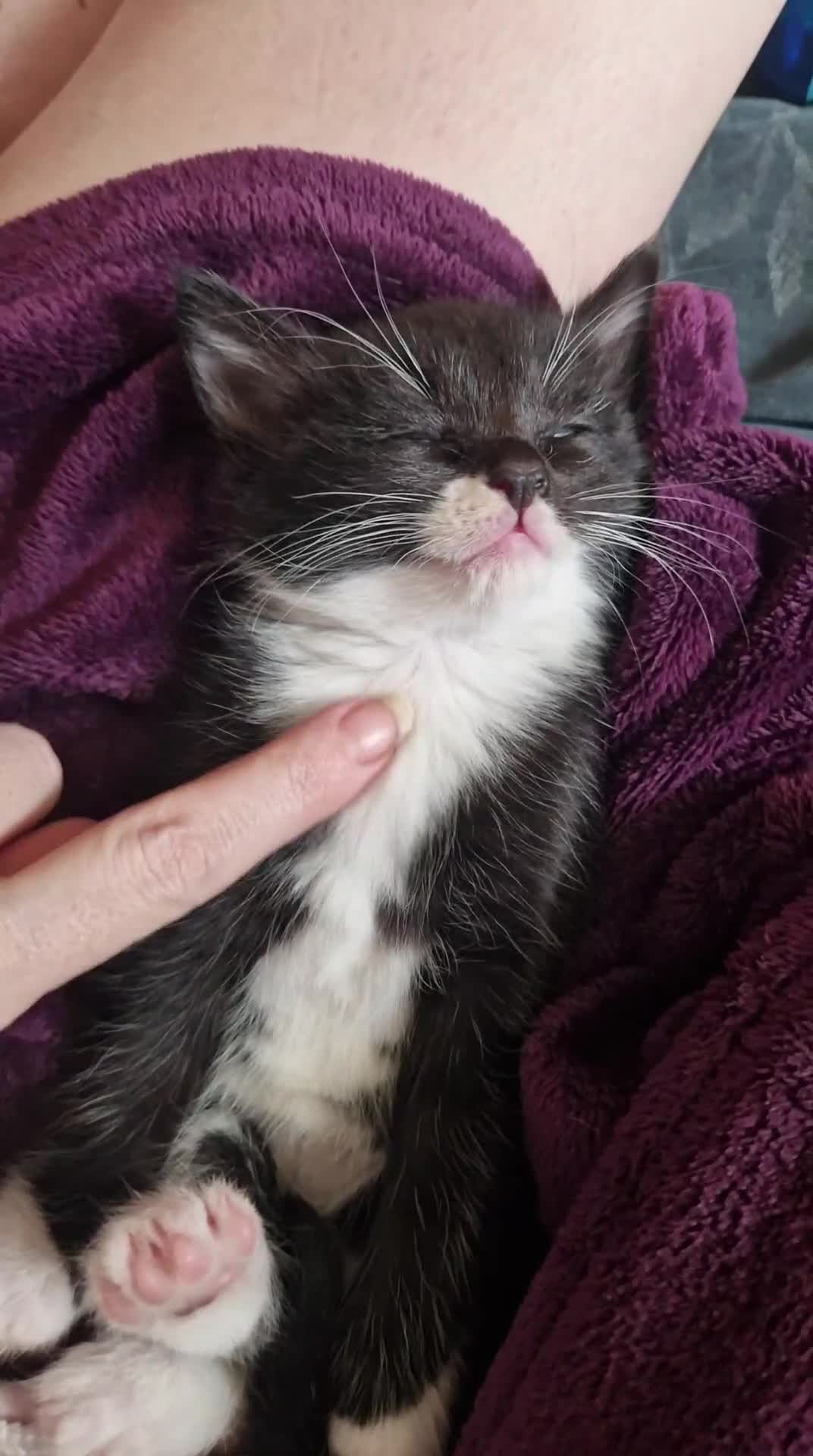 British Shorthair cats for sale: Super friendly kittens. Used to dogs and children  in Leighton Buzzard - Video 3