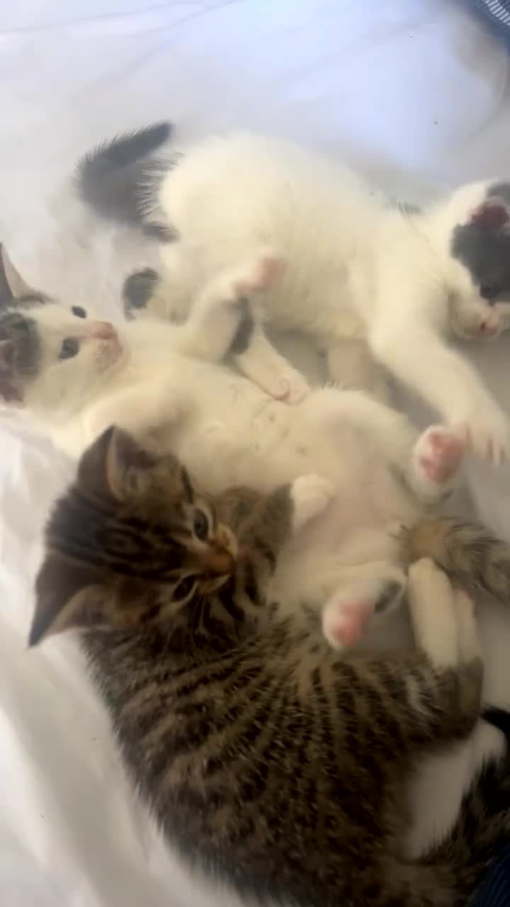 Domestic Shorthair cats for sale: 1 female left  - Video 1