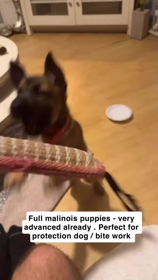 Belgian Shepherd Dog dogs for sale: Belgian Malinois puppies 🐕‍🦺  - Video 1