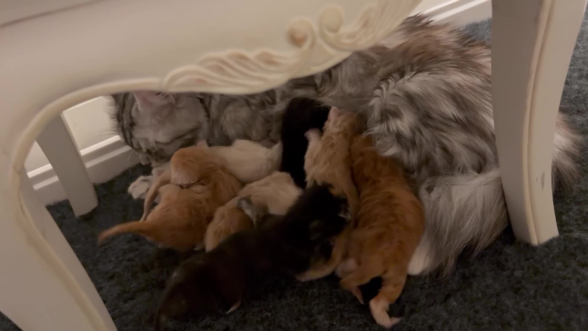 Maine Coon cats for sale: Stunning Litter Maine Coon Boys For Sale. Durham in Bishop Auckland - Video 1