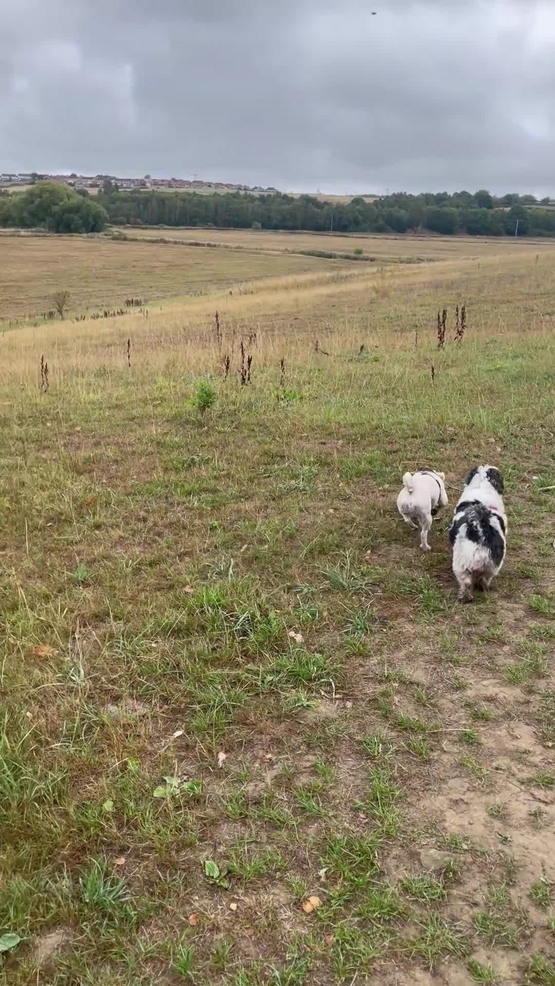Lhasa Apso dogs for sale: female lhasa apso  - Video 1