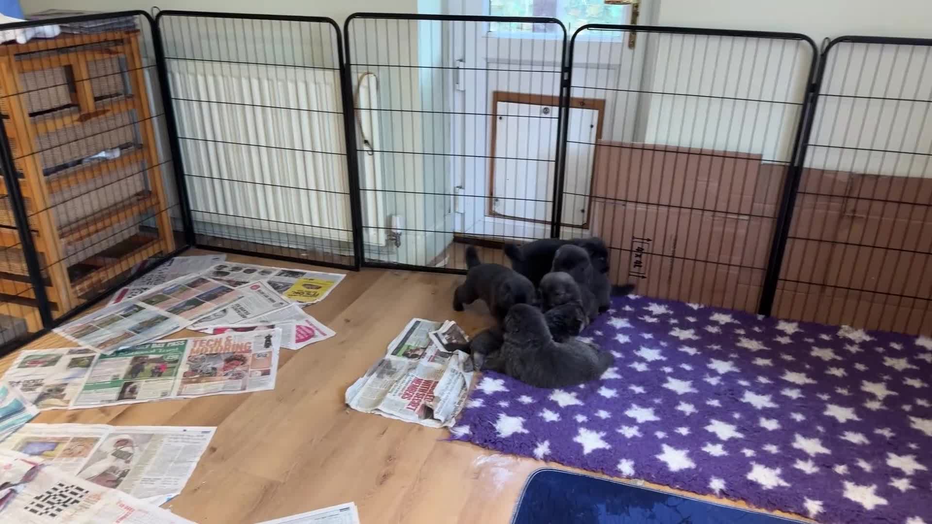 German Shepherd dogs for sale: German shepherd health tested blue puppies  - Video 2