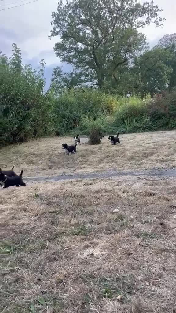 Border Collie dogs for sale: Stunning Border Collie Puppies in Llandovery - Video 1