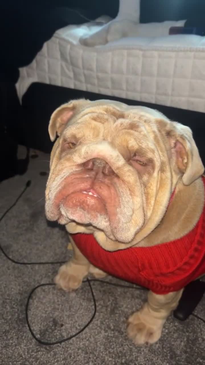 English Bulldog dogs for sale: Pickle the 3yo Merle english bulldog  - Video 1