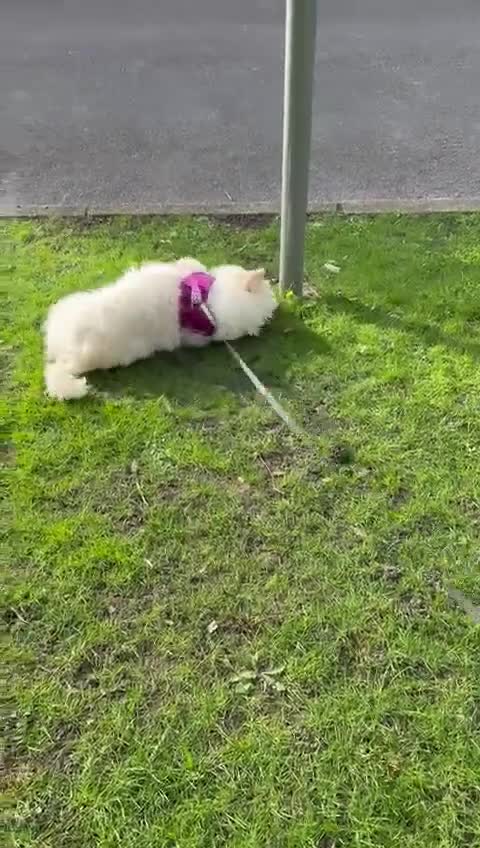 Maltese dogs for adoption: Terrier Girl is Looking for Her Forever Home - Video 2