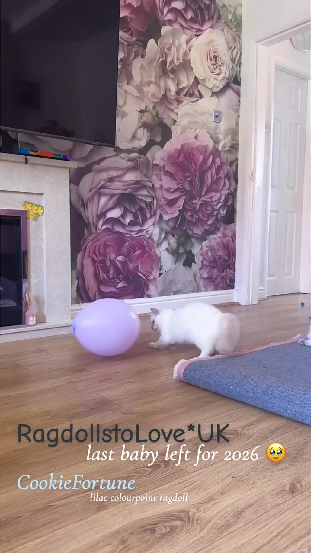 Ragdoll cats for sale: GCCF lilac male kitten - Video 1