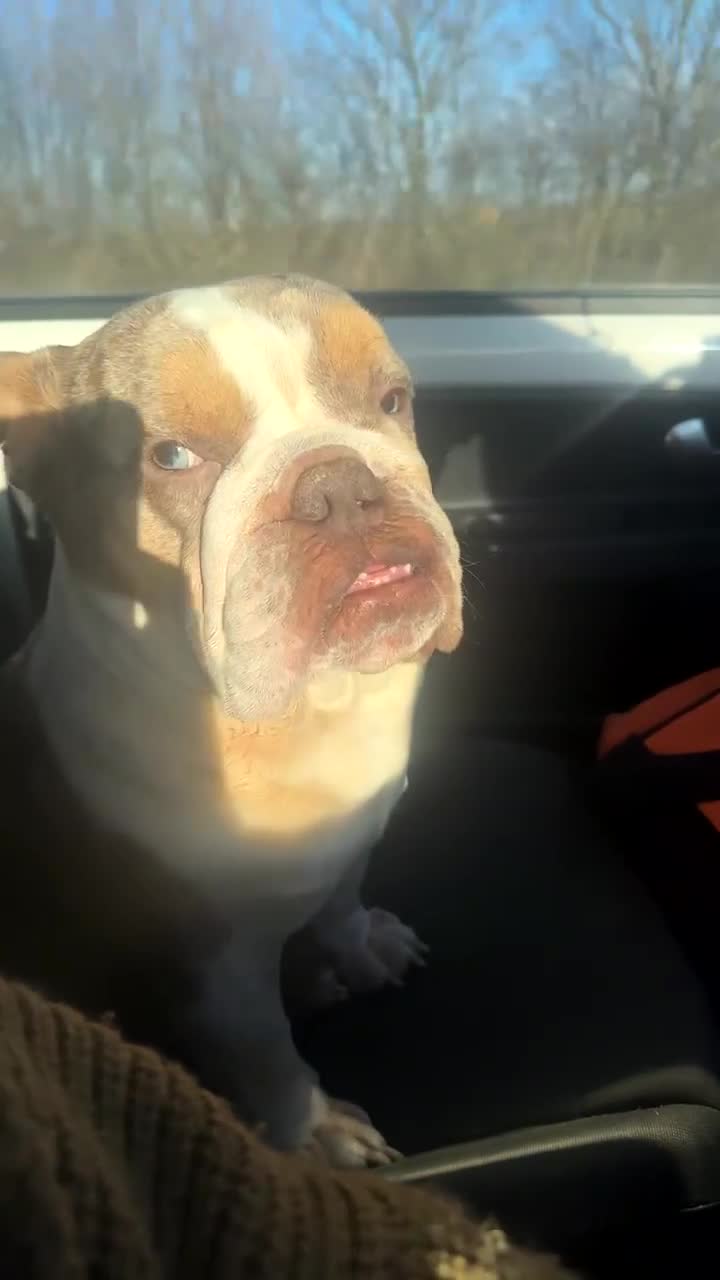 English Bulldog dogs for sale: Azzy  - Video 2