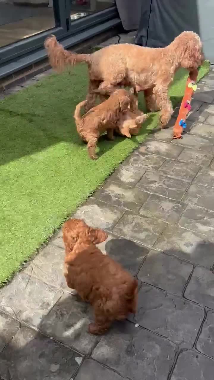 Cockapoo dogs for sale: Cockapoo male needing a forever home - Video 2
