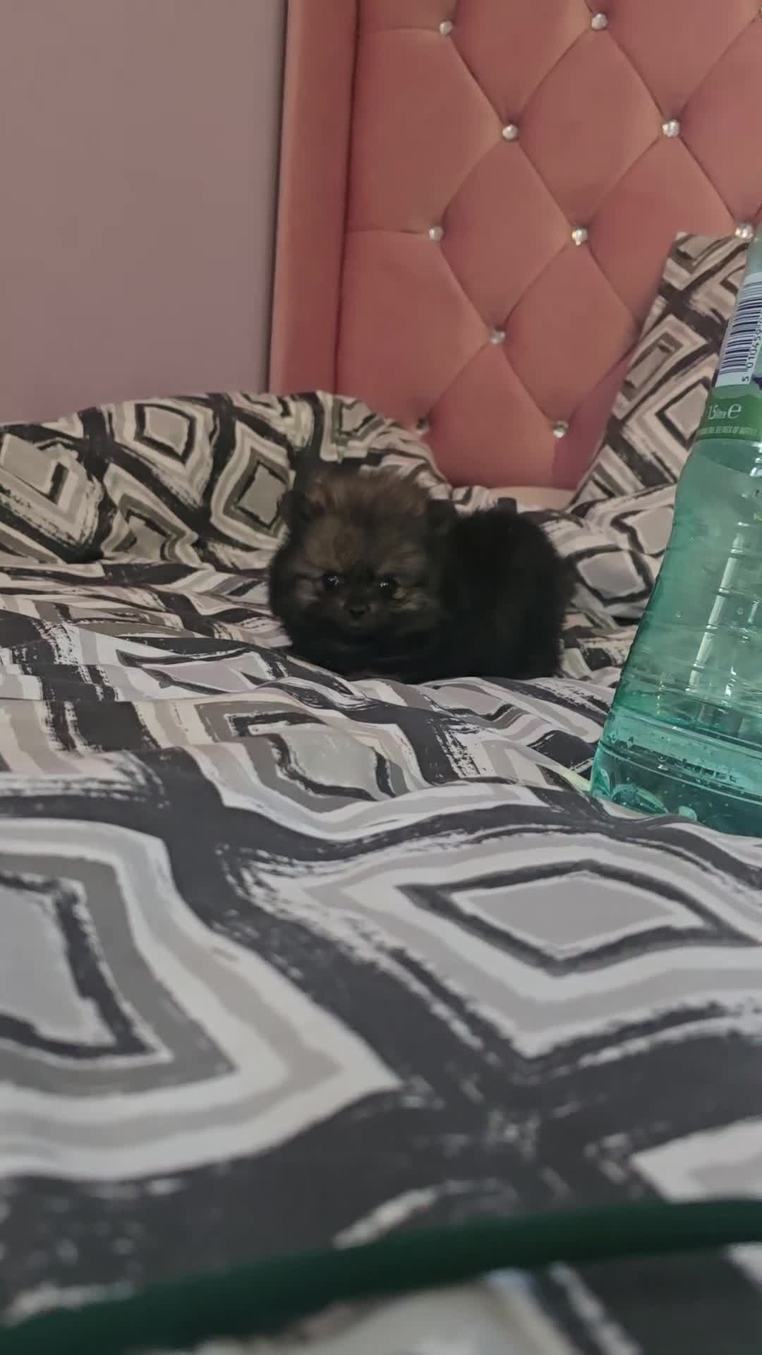Pomeranian dogs for sale: Mini & Micro 4 boys💙&1 girl 💖 30+🏆 in lines - Video 4