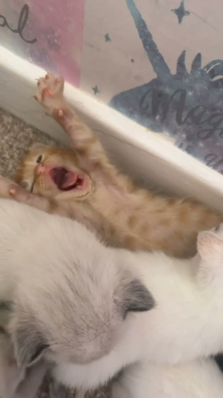 Siamese cats for sale: Siameses  - Video 1