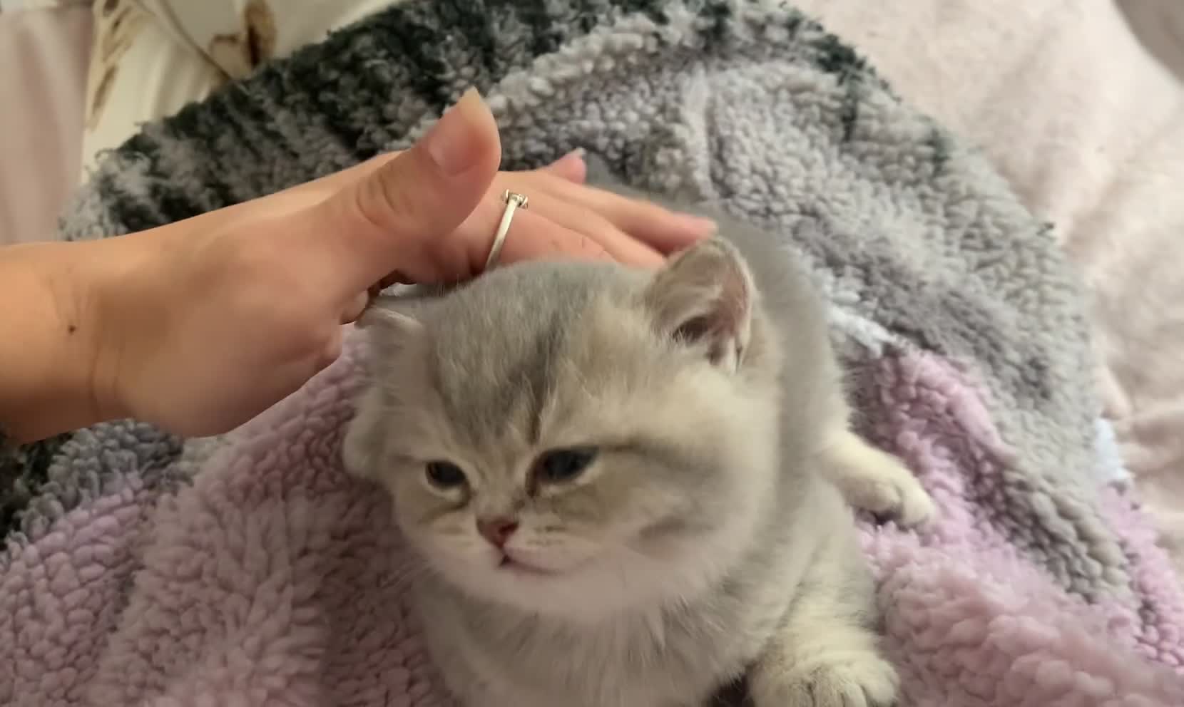 British Shorthair cats for sale: 💕Pedigree GCCF blue golden British shorthair - Video 5