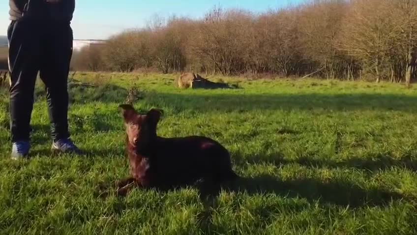 German Shepherd dogs for sale: Liver & Tan German Shepherd Young, Male, Trained  - Video 4