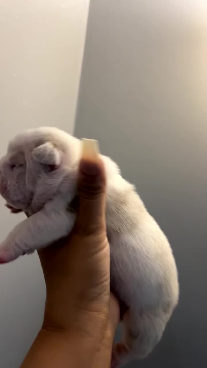 English Bulldog dogs for sale: Beautiful English bulldog puppies ***10/10DNA - Video 5