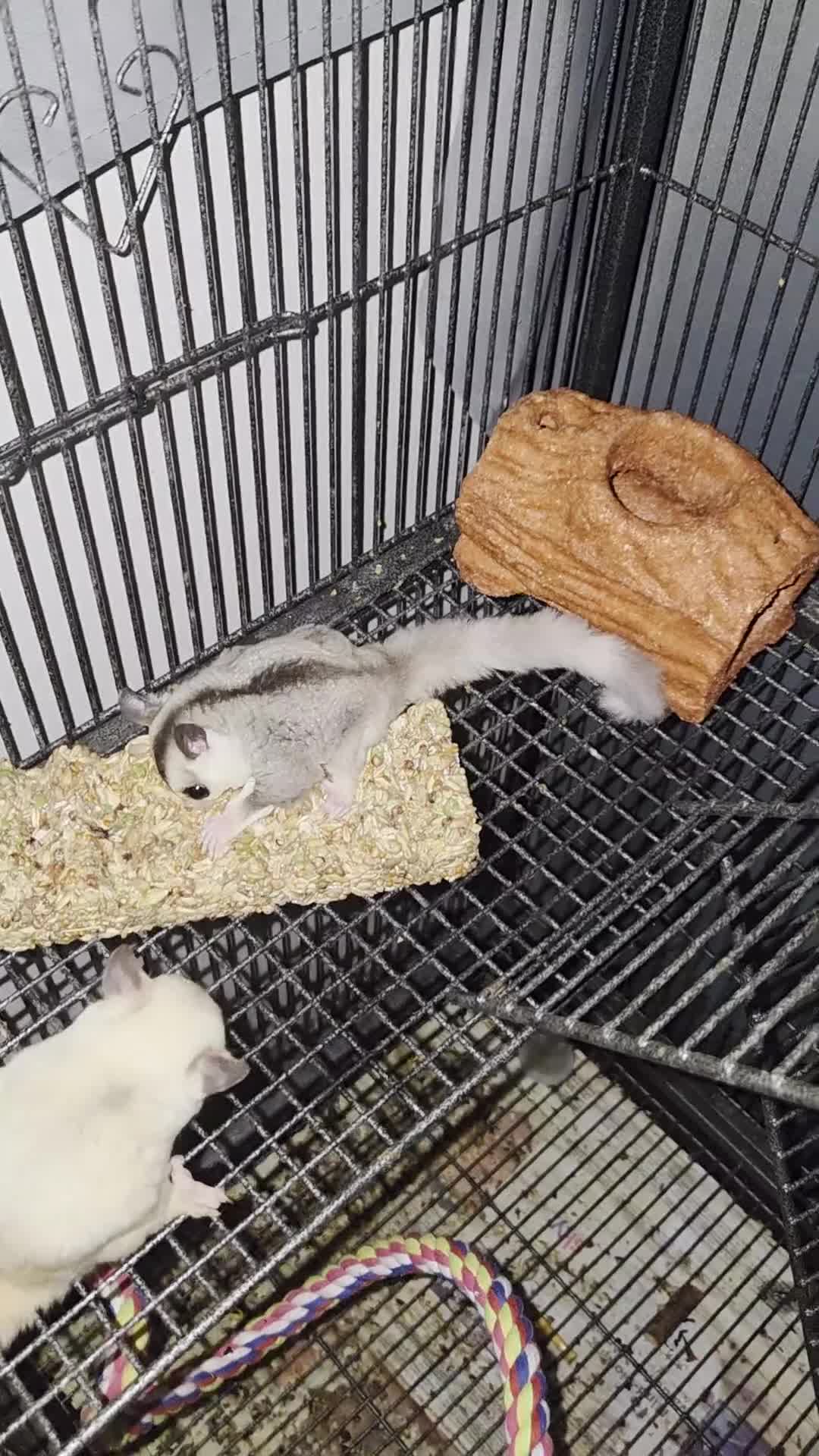 Sugar Glider rodents for sale: Sugar Gliders - Video 1