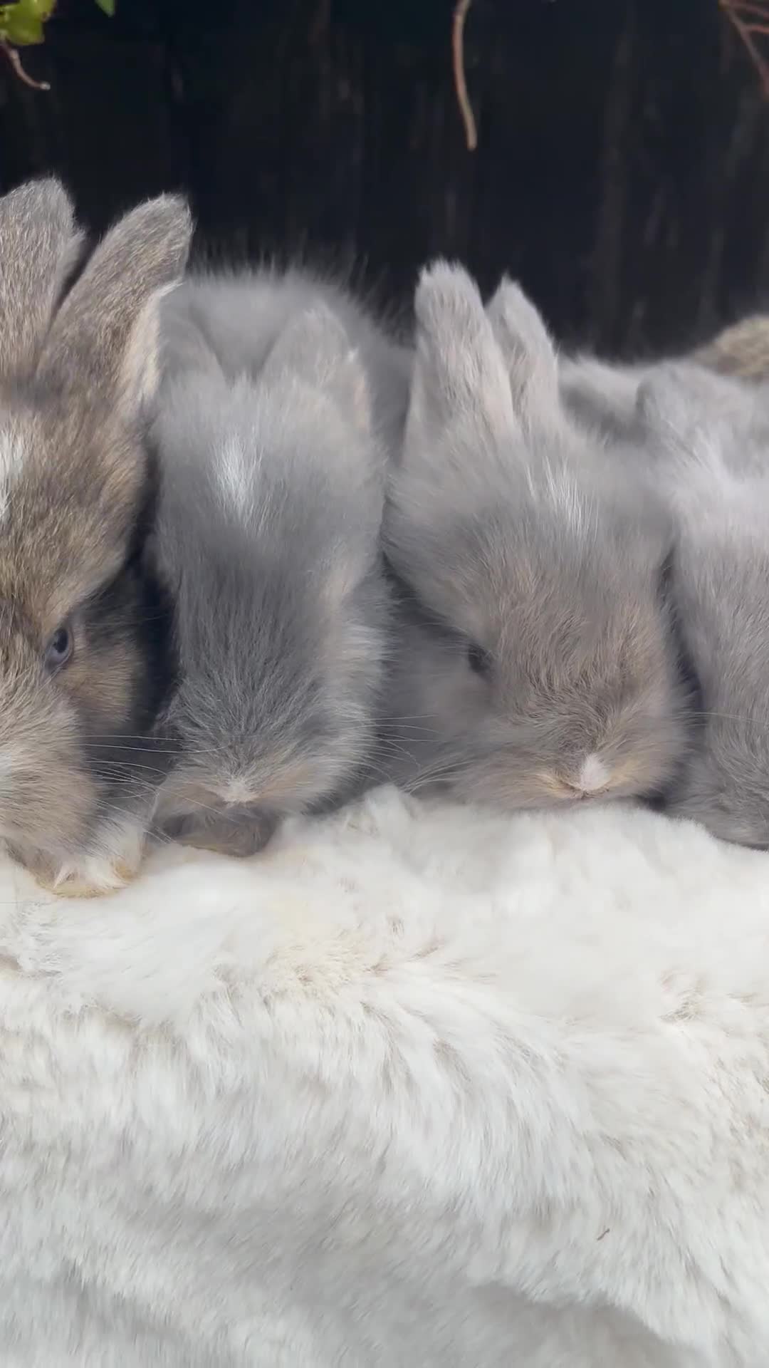 Angora rabbits for sale: Angora bunnies. 20.07.25 8 weeks old   - Video 1