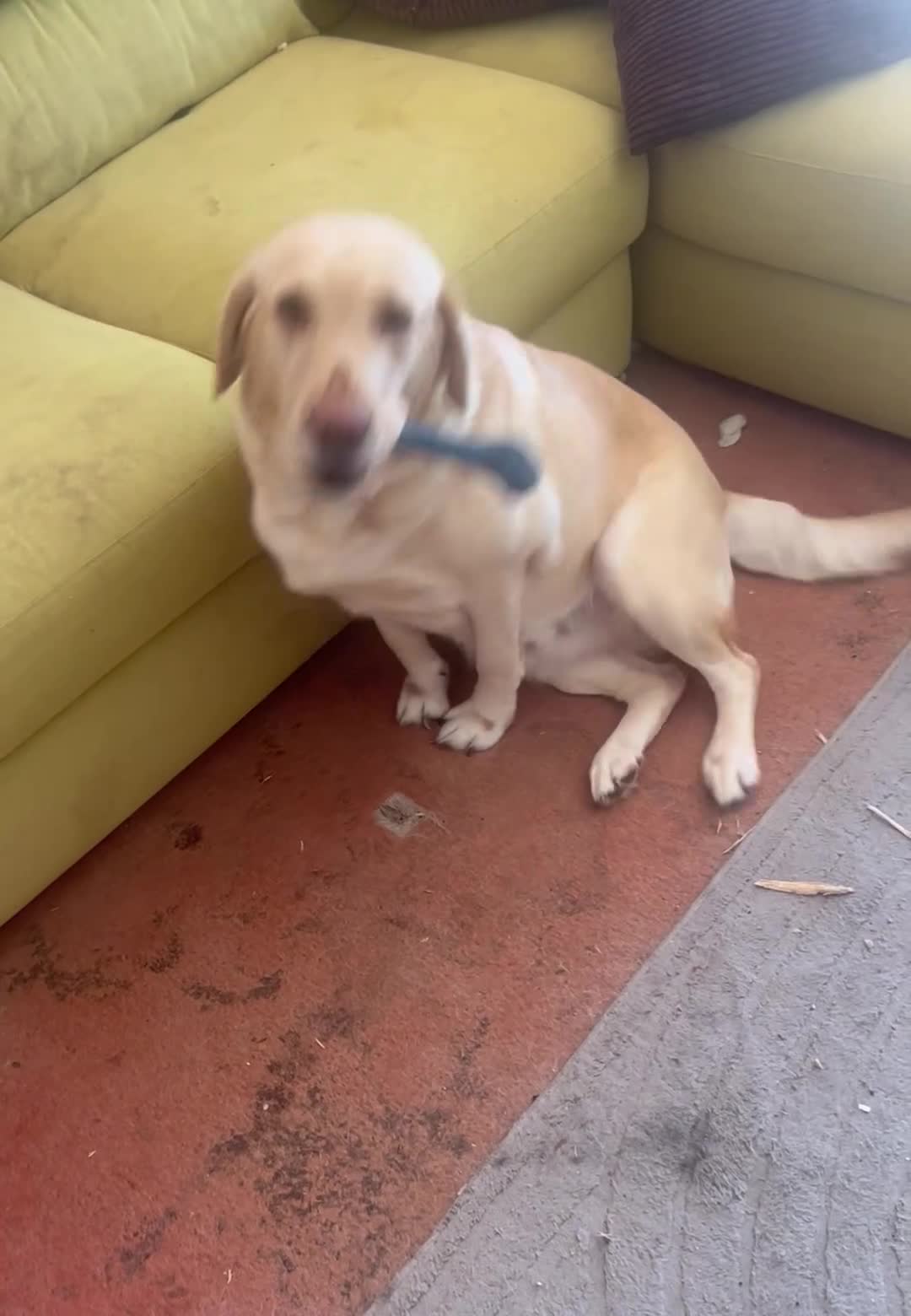 Labrador Retriever dogs for sale: Labrador Retriever - Emotional Support dog  - Video 1
