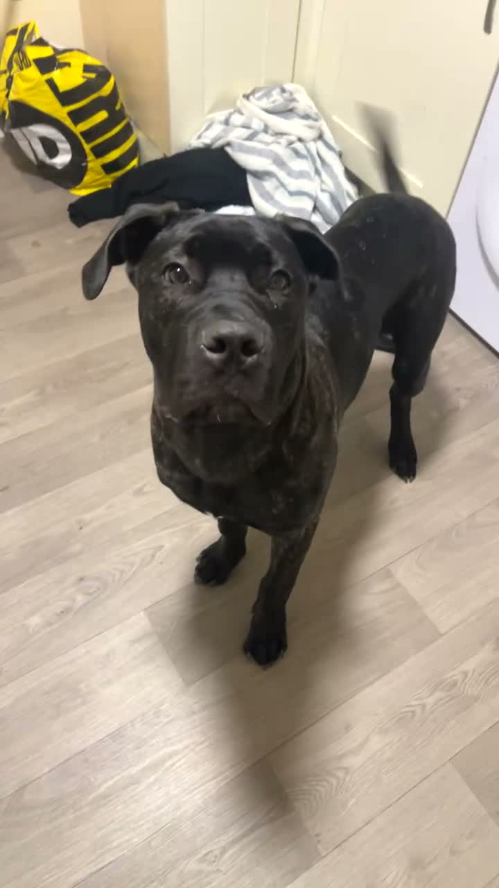 Mixed Breed dogs for sale: Zeus, 8 months old  in Edinburgh - Video 2