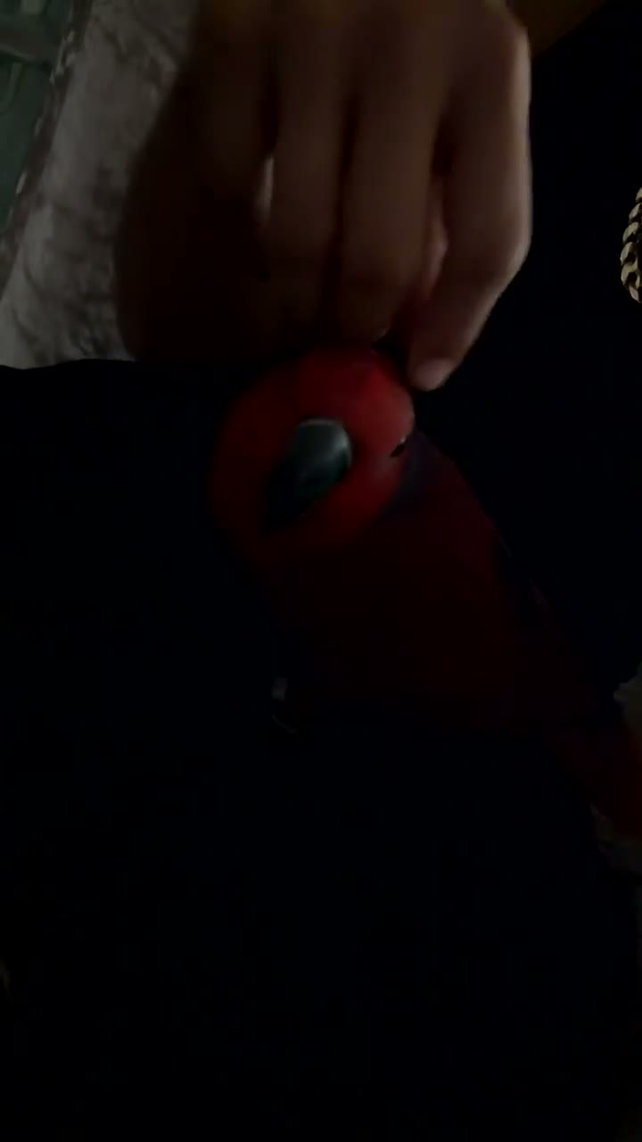 Parrots birds for sale: STUNNING HAND-REARED FEMALE VOSMAERI ECLECTUS - Video 2