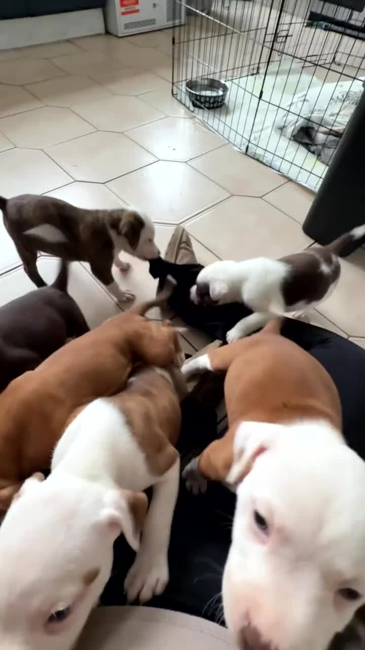 Mixed Breed dogs for sale: Old tyme American bullys - Video 2
