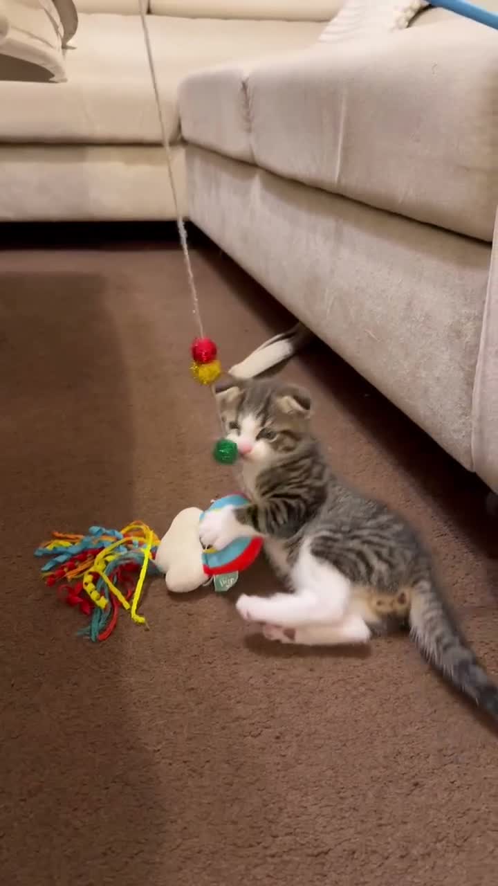 Mixed Breed cats for sale: Beautiful male kitten with folded ears in London - Video 2