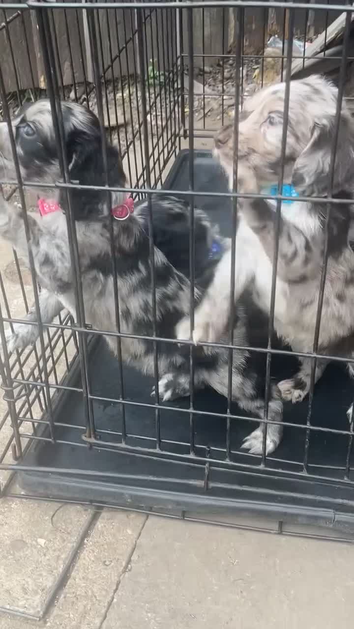 Cocker Spaniel dogs for sale: Litter of cocker spaniels  - Video 1