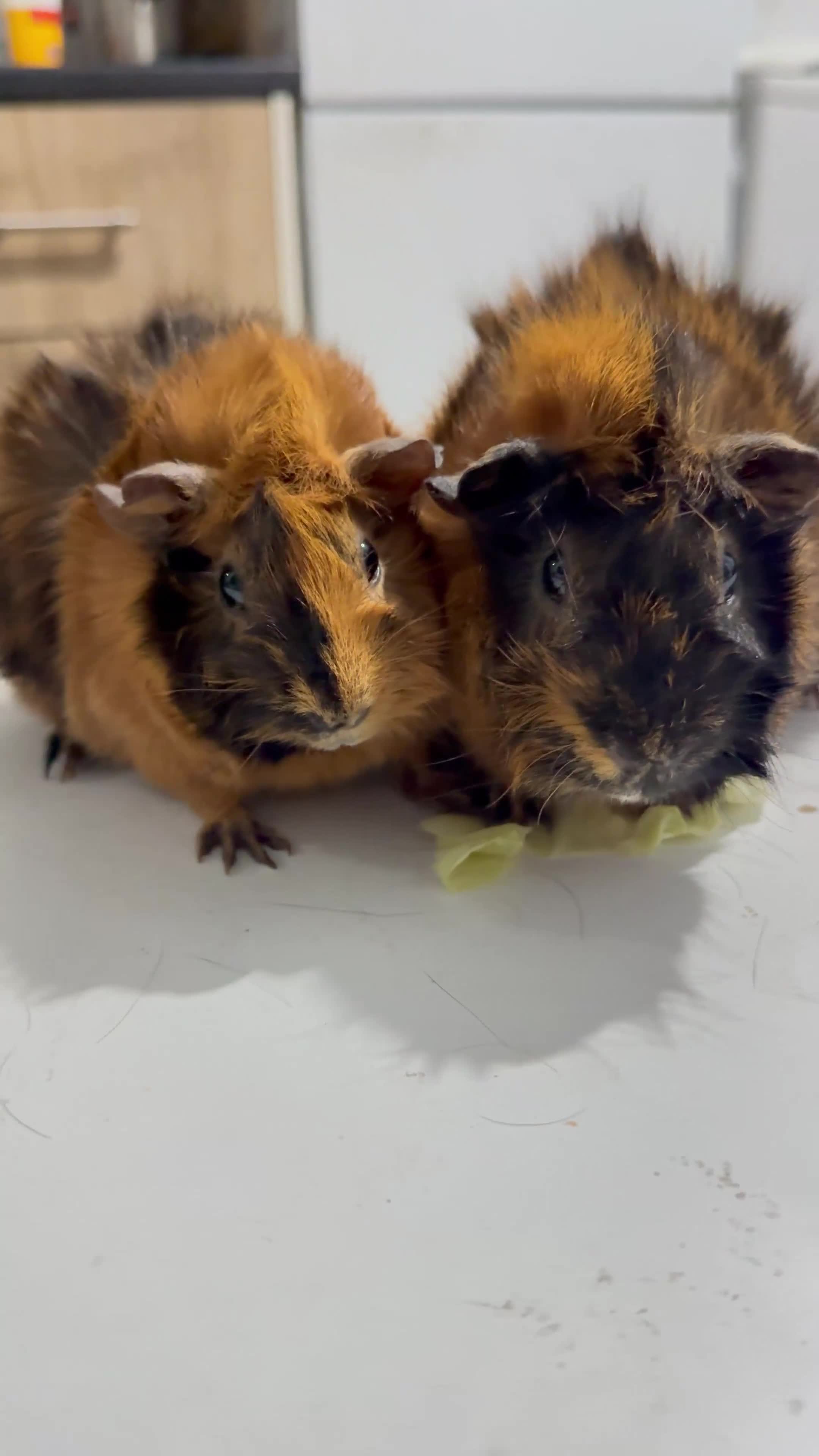 Guinea Pig rodents for sale: Searching new home - Video 1