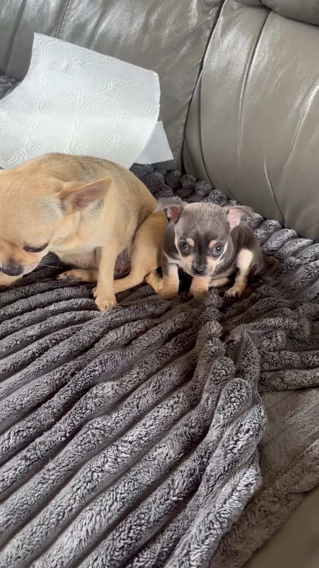 Chihuahua dogs for sale: CHIHUAHUA BEAUTIFUL READY 20TH JUNE LAST BOY - Video 1
