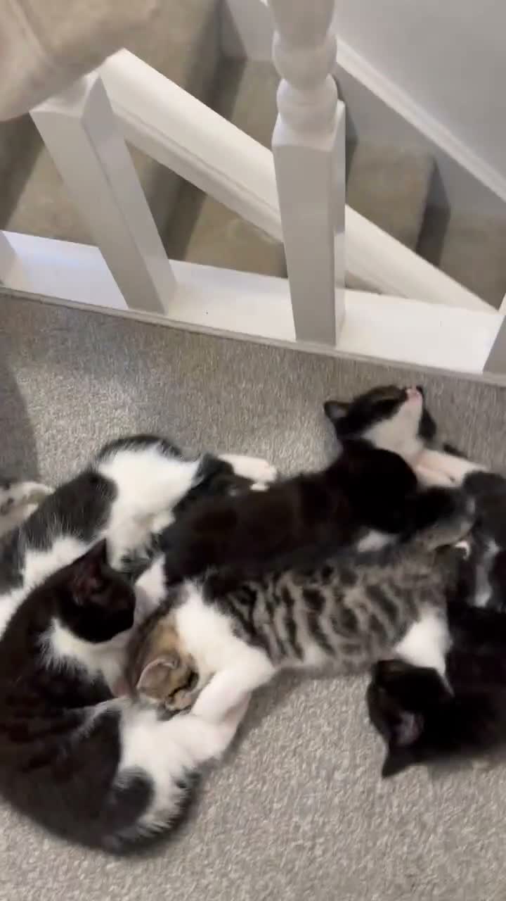 Mixed Breed cats for sale: Friendly kittens ready for homes  - Video 1